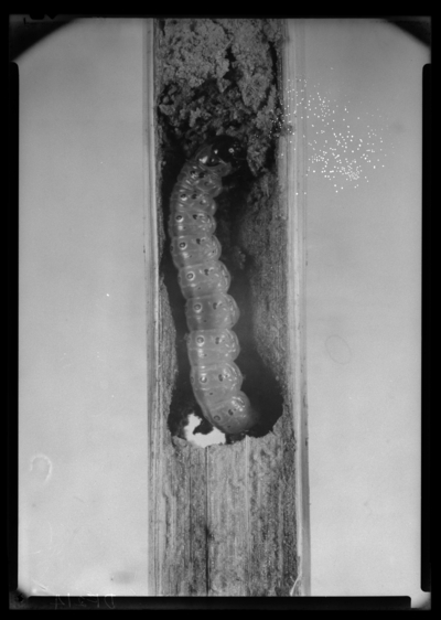 Full grown larva of European corn borer. 8/27/1946