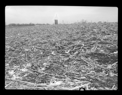 Corn stubble on surface of soil at Station farm. Winter 1947
