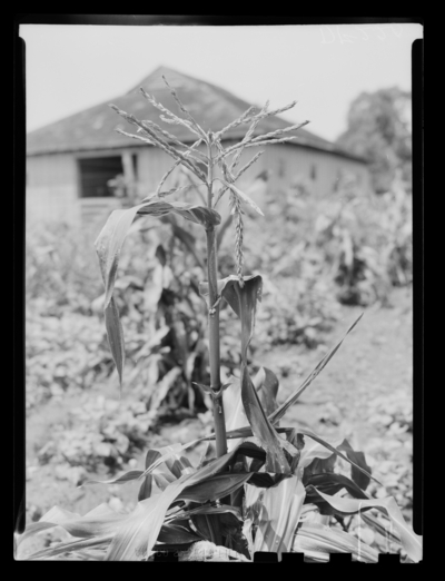 European corn borer injury to sweet golden corn, cross bantam planted 5/6/47. 7/15/1947