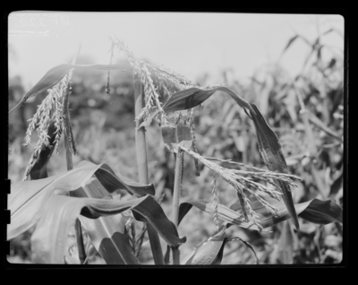 European corn borer injury to sweet corn. 7/15/1947