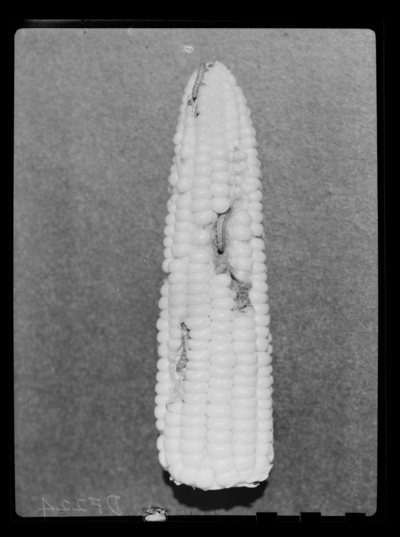 European corn borer injury to sweet corn; injury to ear of corn. 1947