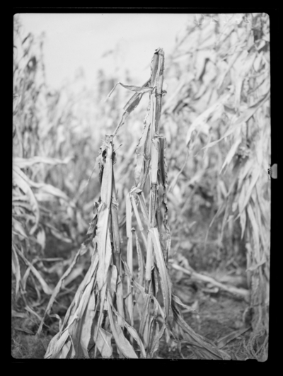 Experimental hybrid field corn on Experiment Station Farm damaged by European corn borer. 11/6/1946