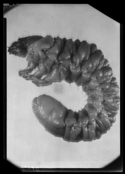 Pleocoma hirticollis vandykei Linsley. 9/13/1946