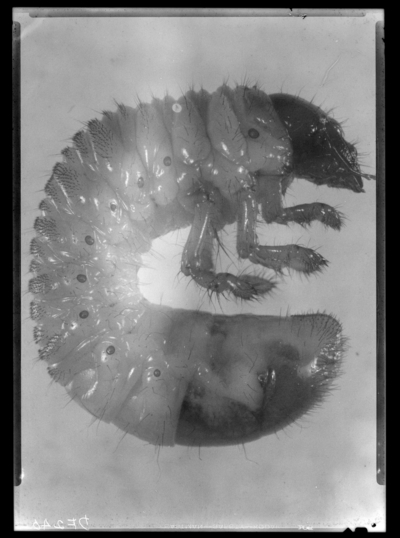 Phyllophaga hirticula. 9/13/1946