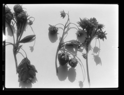 Tarnished plant bug injury to Tennessee Beauty strawberries at Sharpe, Kentucky. 1948