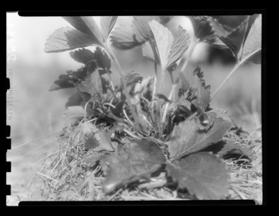 Strawberry weevil injury at Sharpe, Kentucky. 1948