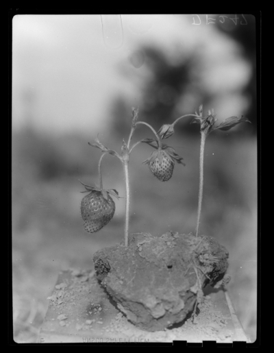 Strawberry weevil damage to strawberries at Sharpe, Kentucky. 1948