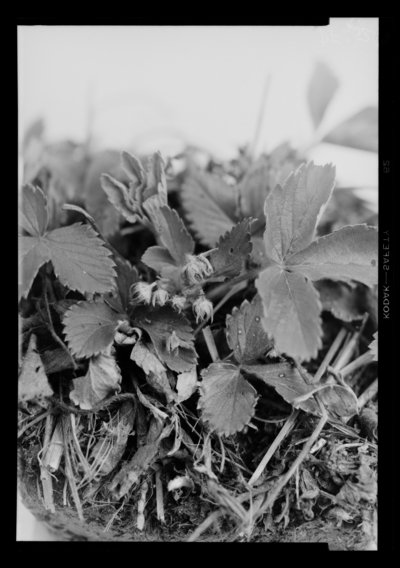 Strawberry weevil and its injury to strawberry buds at Sharpe, Kentucky. 4/11/1948