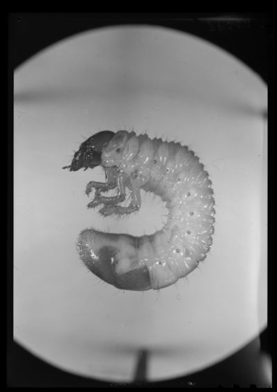 Phyllophaga (May beetle) grub. 4/30/1948