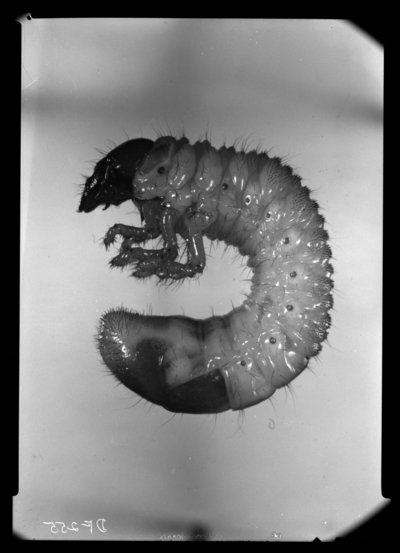 Phyllophaga (May beetle) grub. 4/30/1948