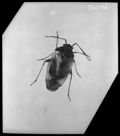 Lygus plant bug in Lexington, Kentucky. 5/28/1948