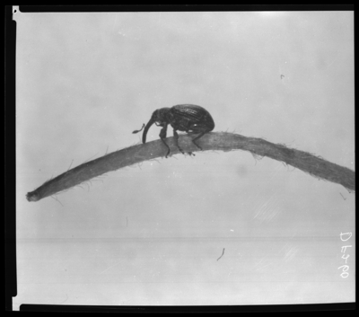 Strawberry weevil adult reared from cut bud in Sharpe, Kentucky. 5/28/1948