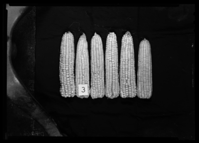 Corn from northern corn rootworm tests #3, Bull Lot. Beetles removed from ears where they had cut silks. Mesh bag. 9/10/1948