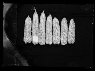 Corn from northern corn rootworm test #2. Beetles confined to ears in mesh bags. Bull lot. 9/10/1948