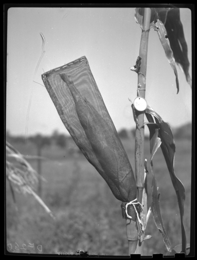 Mesh bags (plastic) used to cage or exclude beetles of northern corn rootworm in Lexington, Kentucky. 1948