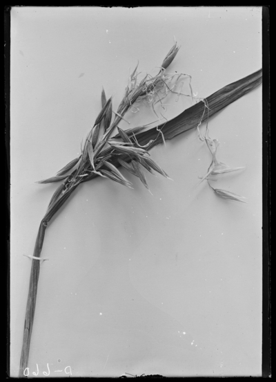 Oats injured by Thrips. 7/12/1906