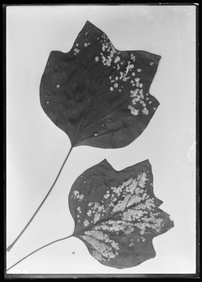 Mildew of liriodendron leaves. 11/151911