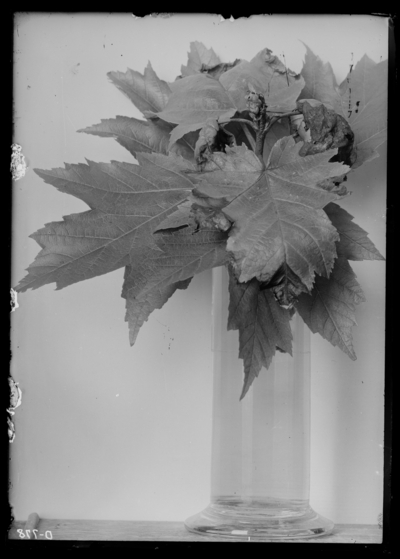 Disease of growing tips of leaves of red maple. 6/15/1919