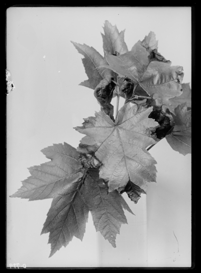 Disease of growing tips of leaves, Station grounds & twigs of red maple. 6/15/1919