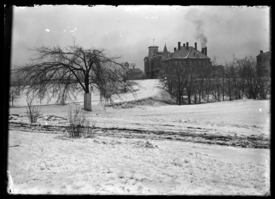 Effect of sleet on elm on College campus. 2/3/1902