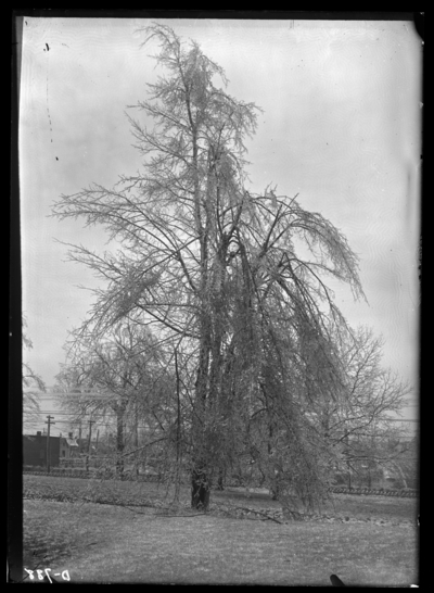 Elm tree broken by sleet. 2/22/1911