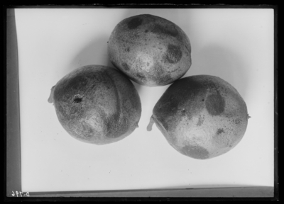 Black walnut affect with fungus 10/1/1918