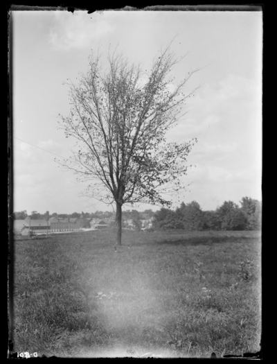 American elm, dying on College grounds in Lexington. 8/28/1899