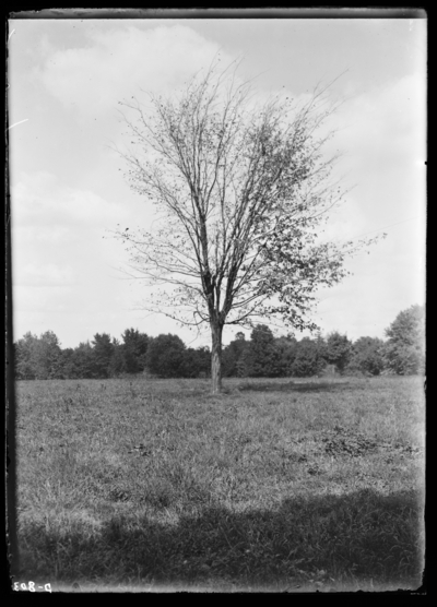 American elm, dying on College grounds. 1899