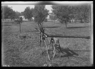 Roots of diseased and dead white elm on College grounds. 1899