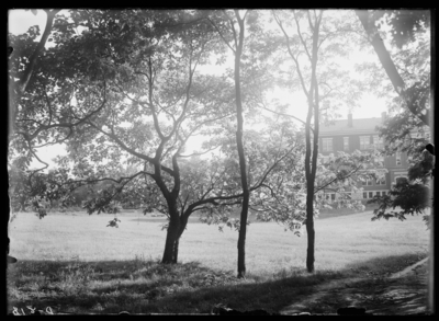 Catalpa bignonioidis in Lexington on the University Campus. 6/12/1911