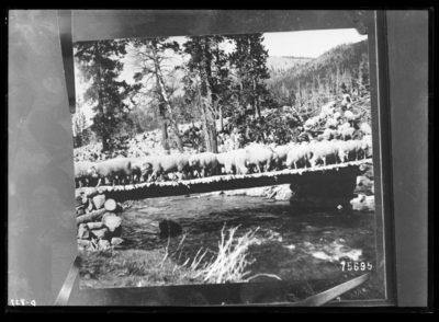 Blacks Fork Bridge in use. Herd of sheep have been grazing in National forest. Crossing bridge built by rangers at Summit County, Vinta National Forest, Utah. 2/14/1911