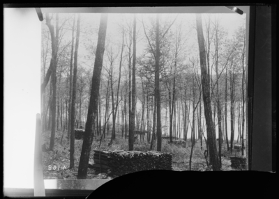 Good lumbering on woodland in New York. 2/15/1911