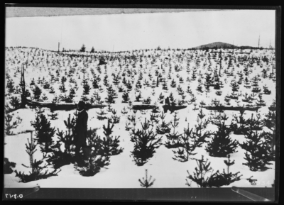 Plantation of Scotch pine about a man's height. Started in 1902 on land that had been burned until nothing left of soil but pure sand in Franklin County, New York. 2/24/1911