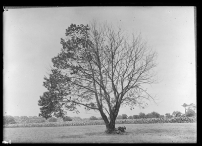 Badly infected tree, all branches girdled by blight and leaves either undeveloped or deformed. 6/27/1919