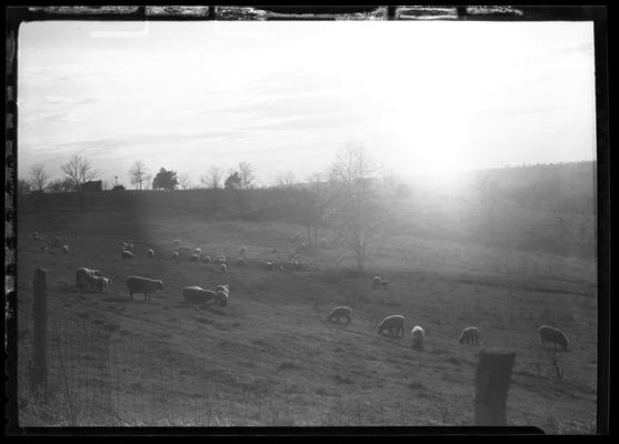 Country Scenes: Harrodsburg, Leestown Pike, Harrodsburg Pike (pasture, sheep)