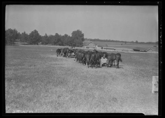 Horse Farm Scenes; Walnut Hill