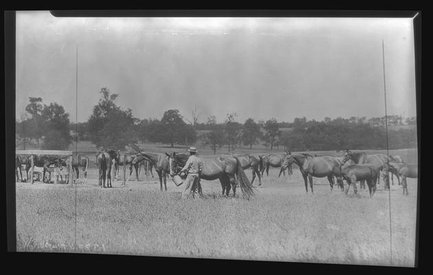 Horse Farm Scenes; Walnut Hill