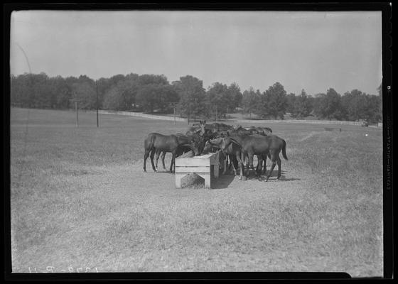Horse Farm Scenes, Walnut Hill; horses eating from trough