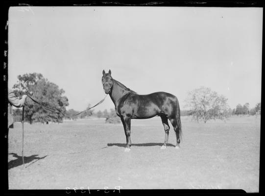 Walnut Hill Farm; horses