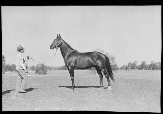 Walnut Hill Farm; horses