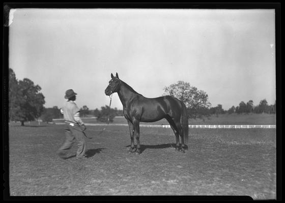 Walnut Hill Farm; horses