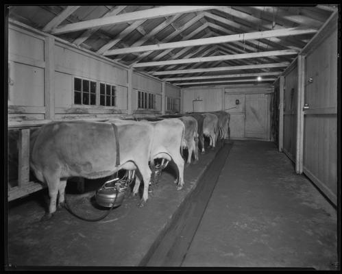 Treesfold Dairy; group of cows (milking machine)