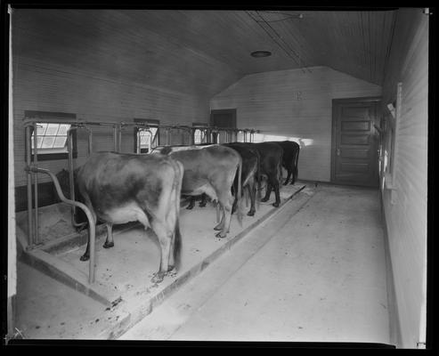 Treesfold Dairy; group of cows