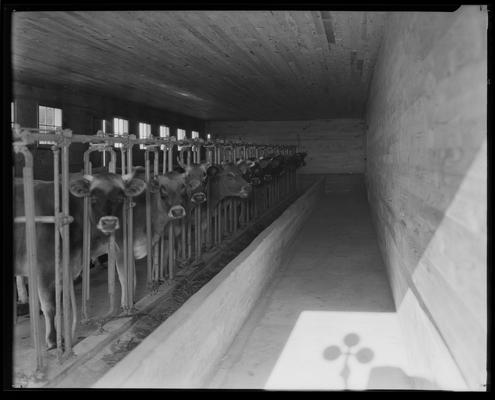 Treesfold Dairy; group of cows, in restraints