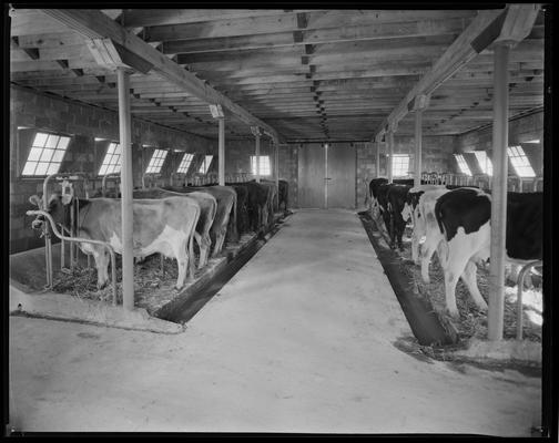 Treesfold Dairy; group of cows, two rows