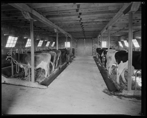 Treesfold Dairy; group of cows, two rows