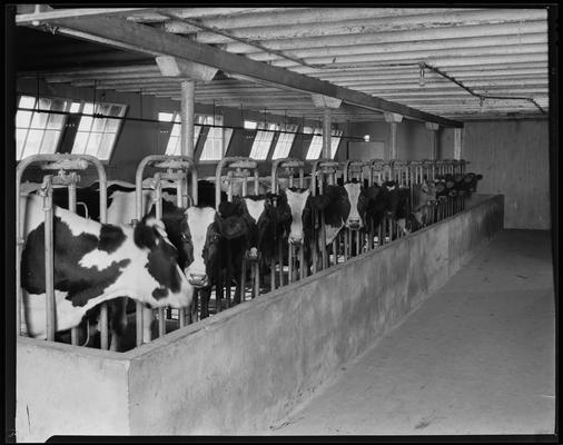 Treesfold Dairy; group of cows, in restraints