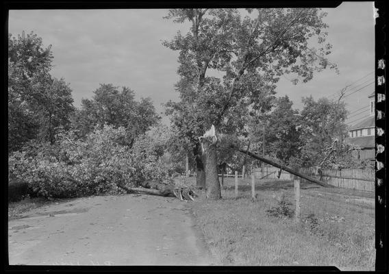 Kentucky Trac. and Term Company; fallen tree