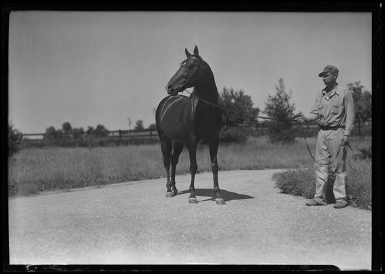 Man and horse (Sir Gallahad)