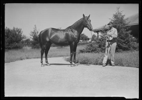 Man and horse (Sir Gallahad)